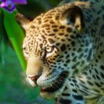 Planet Zoo обоснуется в Южной Америке
